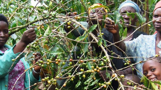 Members of Gumutindo Co-operative, Uganda. Photo: Oliver Scheel / TransFair e.V