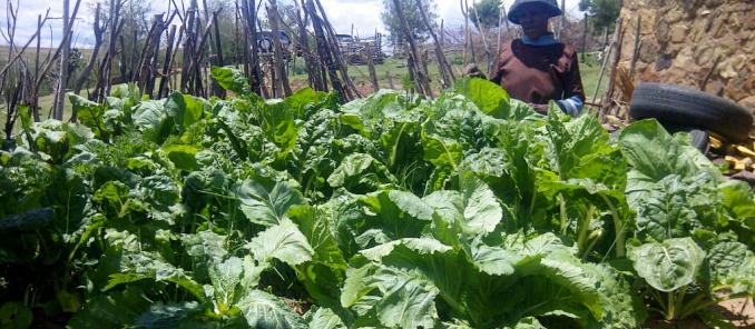 Mamosiuoa Maromaki working at her keyhole garden, Leribe, Lesotho. Photo: Matela Thabane, Irish Aid