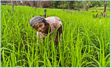 Farming in Liberia