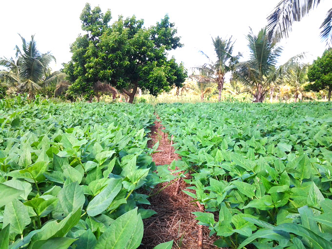 Irish Aid supports small farmers in Mozambique